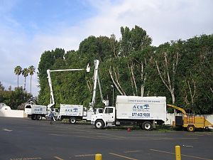 ace-tree-trucks